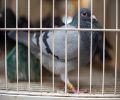 Capture de pigeon à Terrebonne