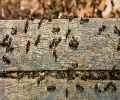 Exterminateur de fourmis à Terrebonne