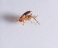 Exterminateur de puces à Terrebonne