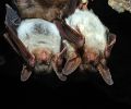 Capture de chauve souris à Terrebonne