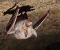 Extermination chauve-souris Terrebonne