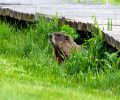 Exterminateur de marmotte à Terrebonne