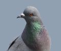 Extermination de pigeon à Terrebonne