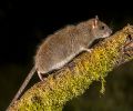 Extermination rats Terrebonne