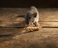 Exterminateur de souris à Terrebonne