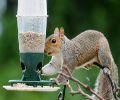 Exterminateur écureuil Terrebonne problème écureuil